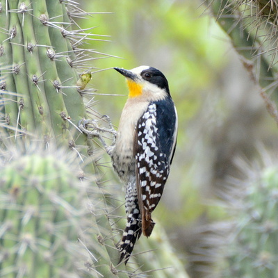 White-Fronted Woodpecker (2)